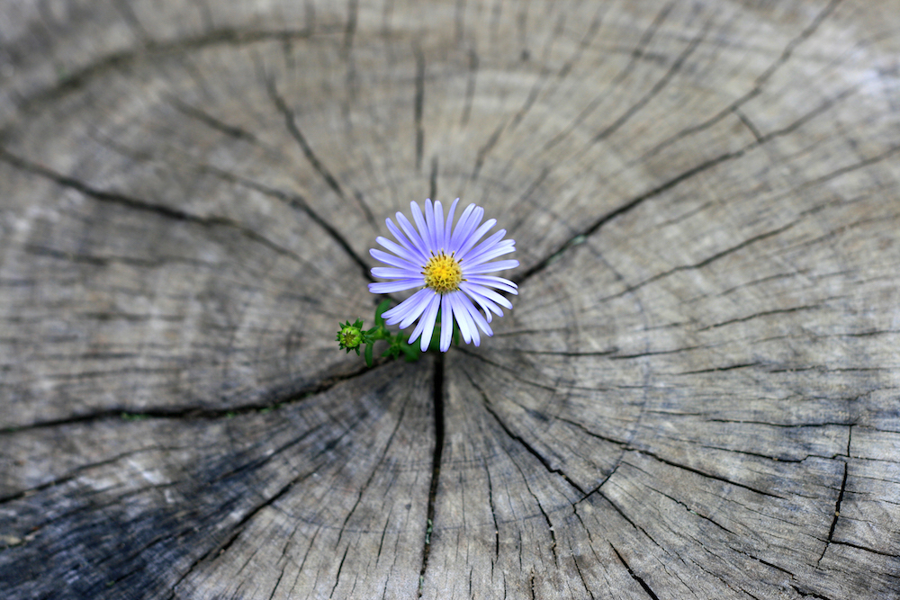 Trauma-Based Approach